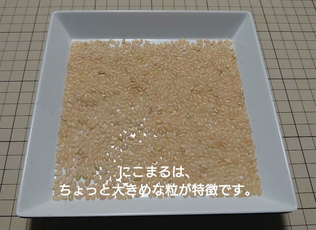 ちょっと訳有り 令和7年度 埼玉県産⭐にこまる⭐玄米29キロ 送料無料