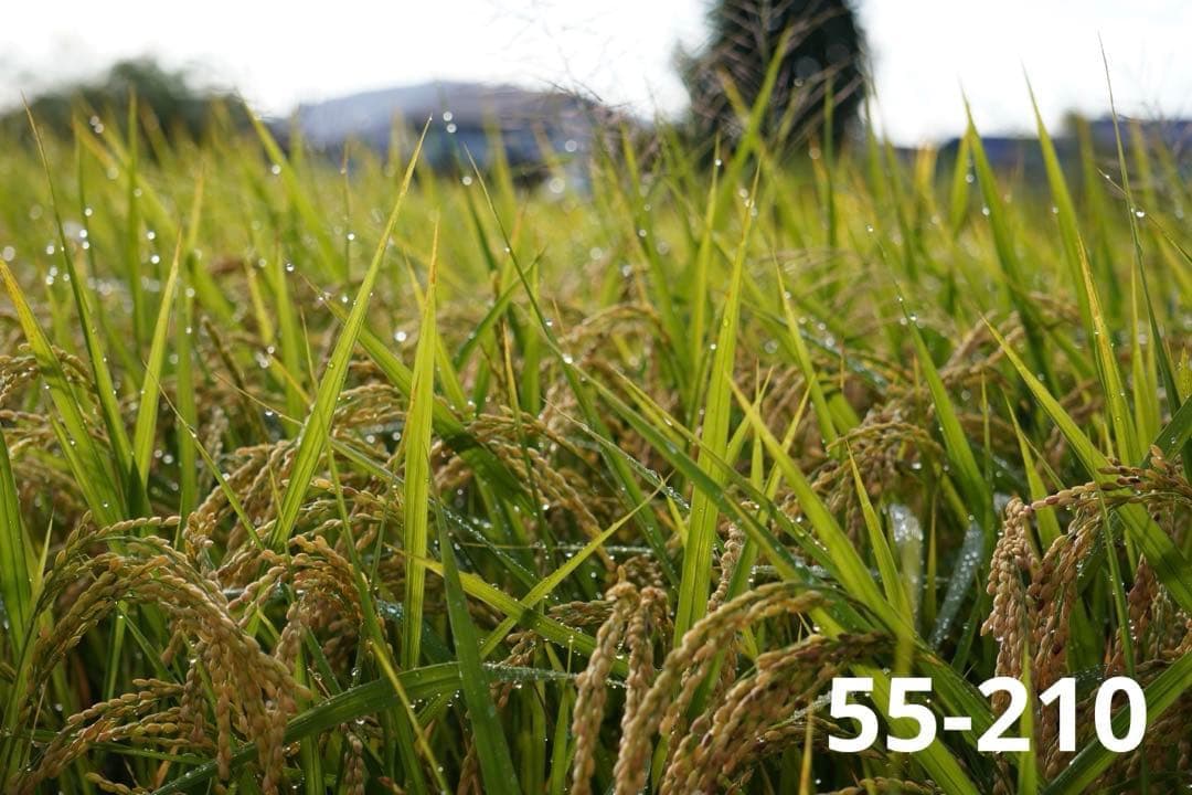 【美品＆動作良好】SONY ZV-E10 ダブルレンズセット 付属品多数 初心者