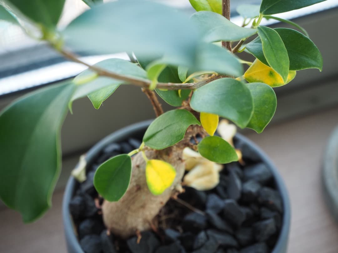 極美品／OLYMPUS OM-D E-M10 Mark III Wレンズキット