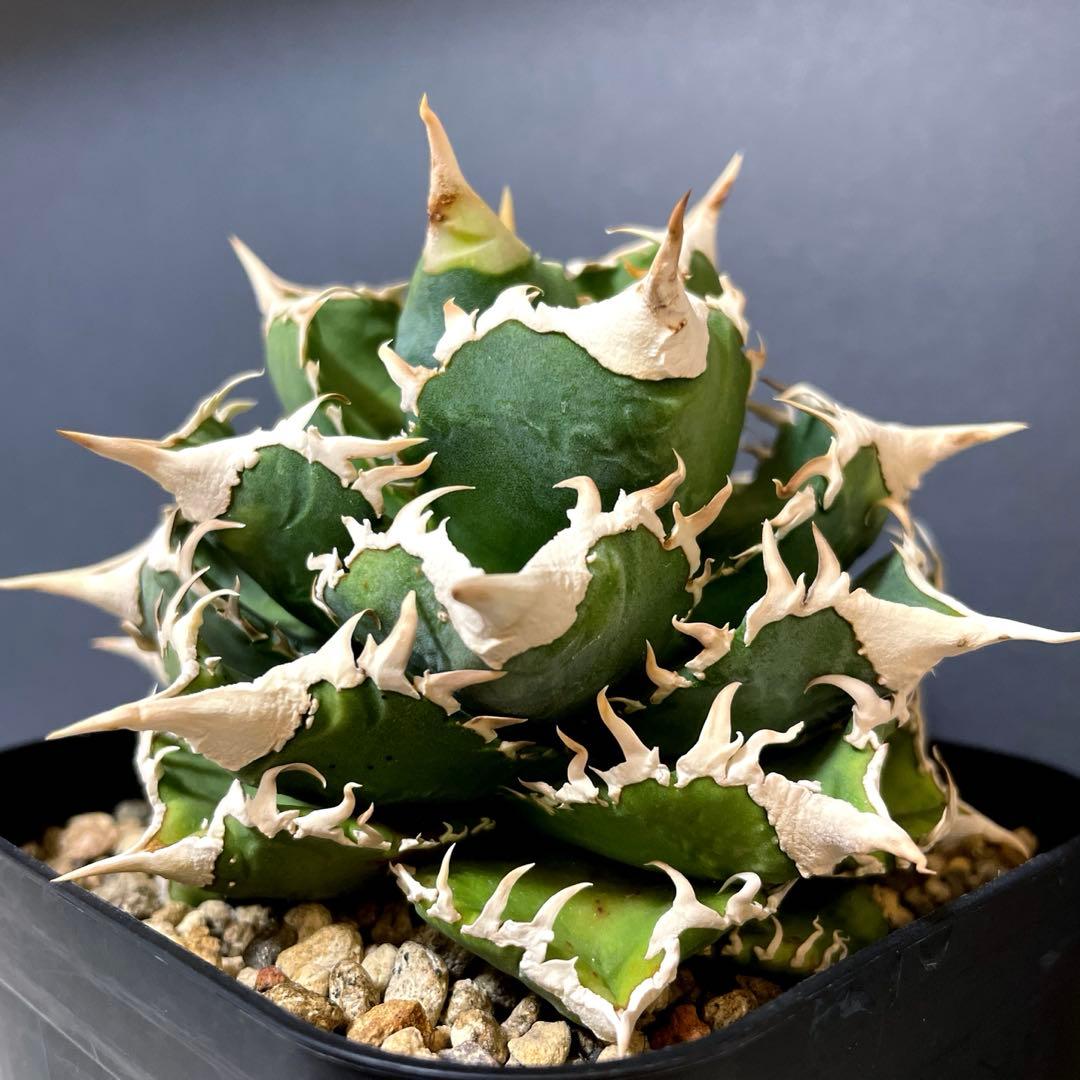 アガベ 特選 大白鯊 親株 子株大量セット ホホジロザメ　白豪刺　チタノタ