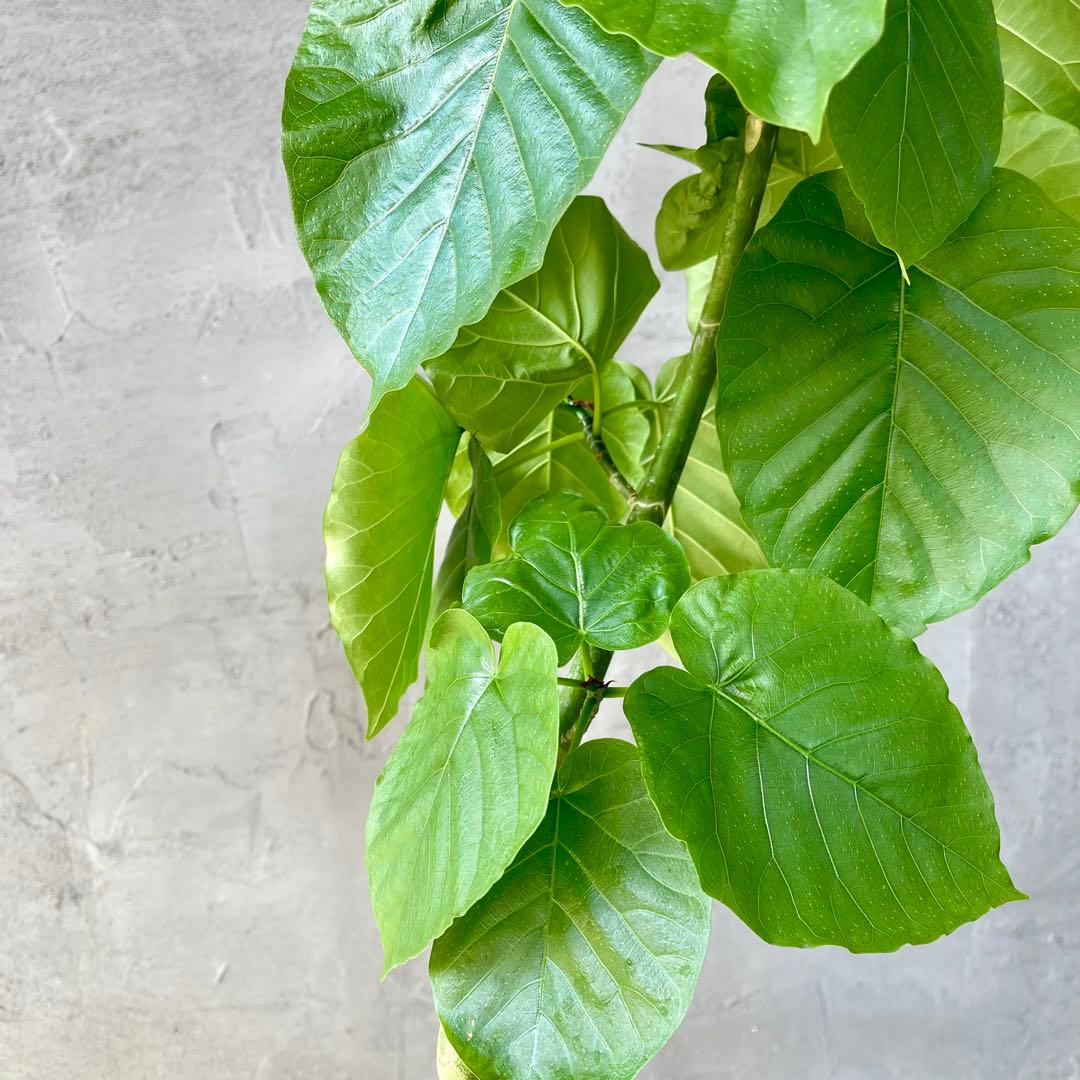 フィカス　ウンベラータ　螺旋　天然苔仕立て　陶器鉢　植え込み