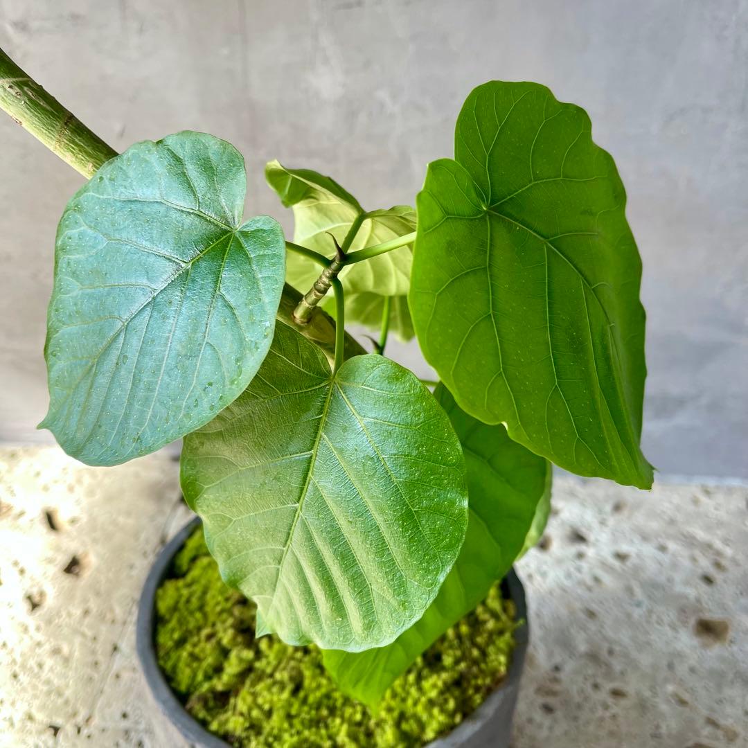 フィカス　ウンベラータ　螺旋　天然苔仕立て　陶器鉢　植え込み