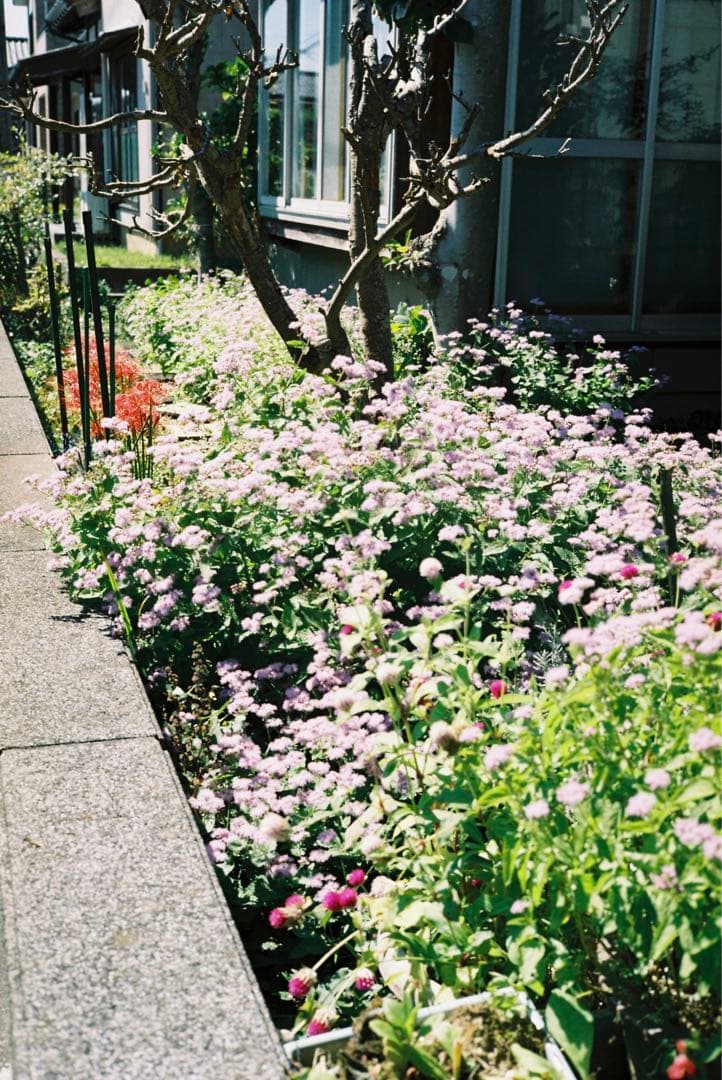 OLYMPUS 35 SⅡ 実写作例あり