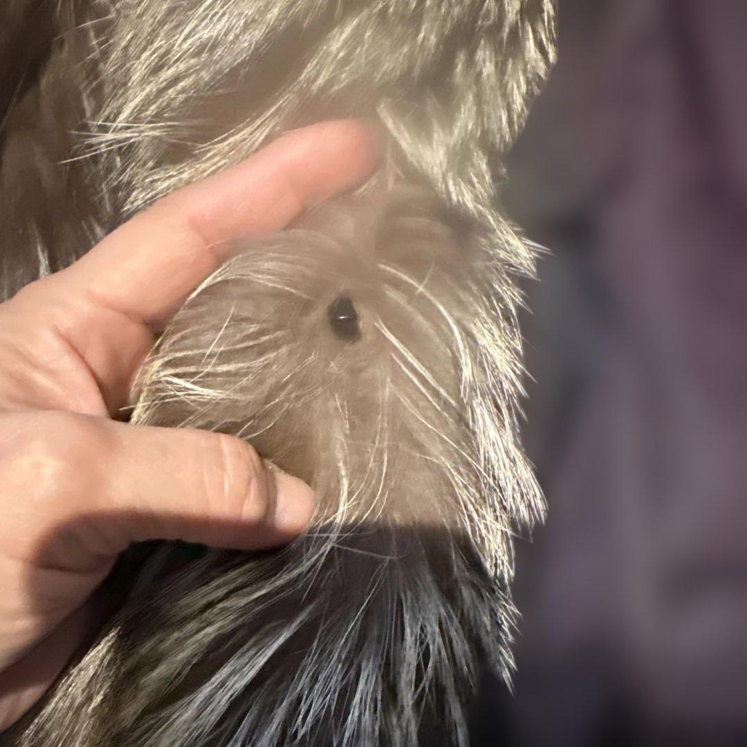 SAGA FOX 毛皮コート ブラウン系