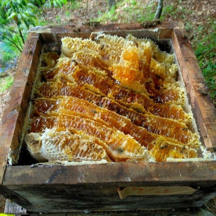 日本ミツバチ　2年蜜　天然蜂蜜 糖度約81度　正味550g　2本 　兵庫県産