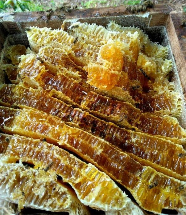 日本ミツバチ　2年蜜　天然蜂蜜 糖度約81度　正味550g　2本 　兵庫県産