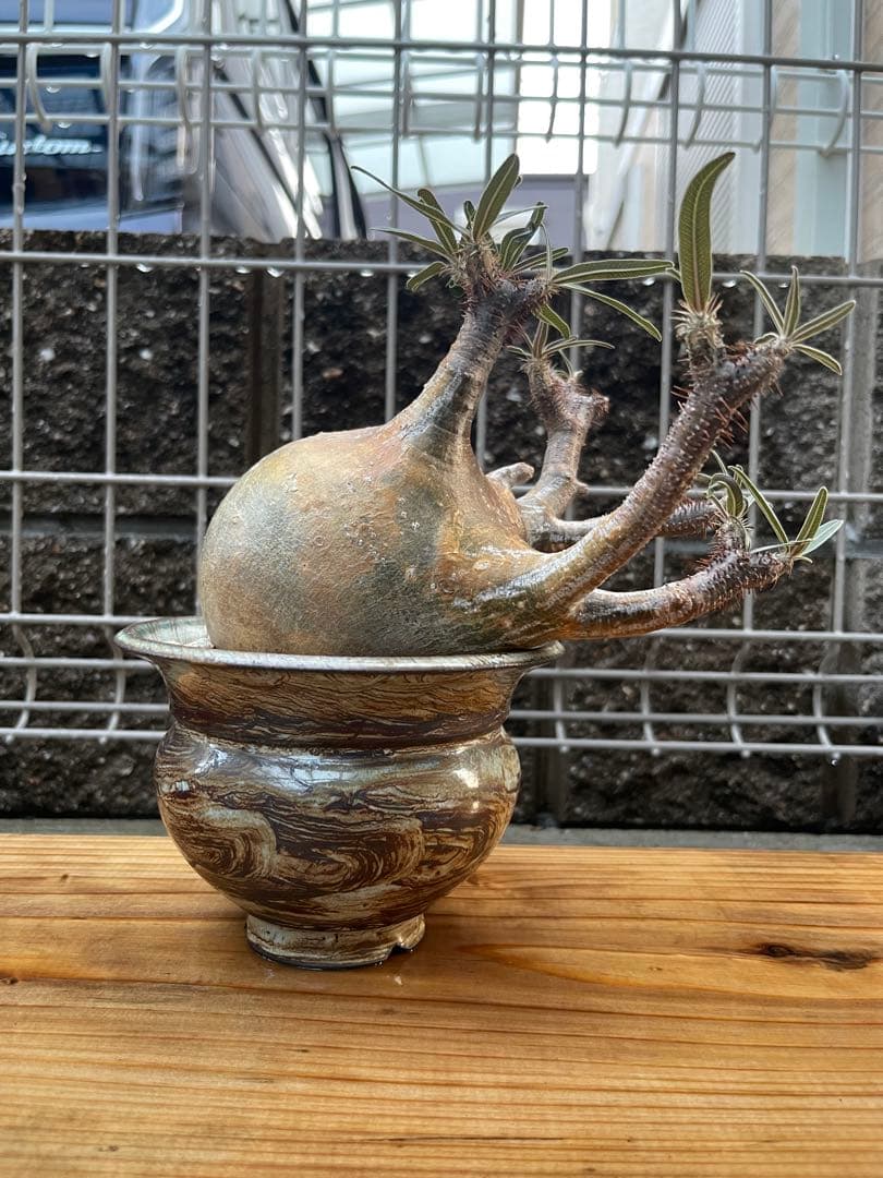 SALEパキポディウムグラキリス　発根済み