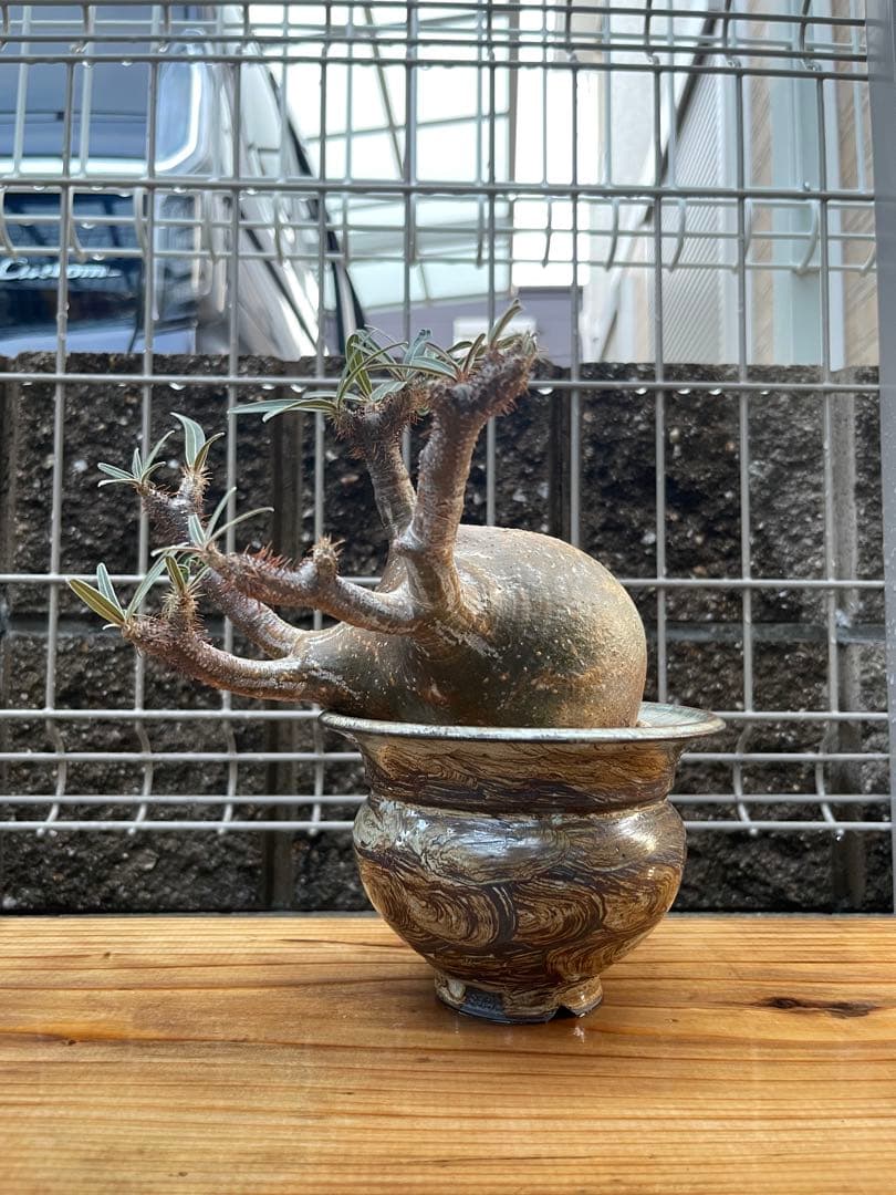 SALEパキポディウムグラキリス　発根済み