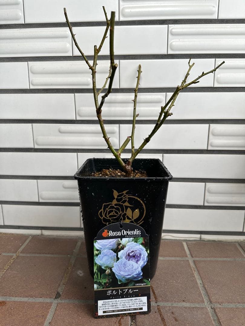 ポルトブルー　6号鉢　正規品　人気品種　バラ苗
