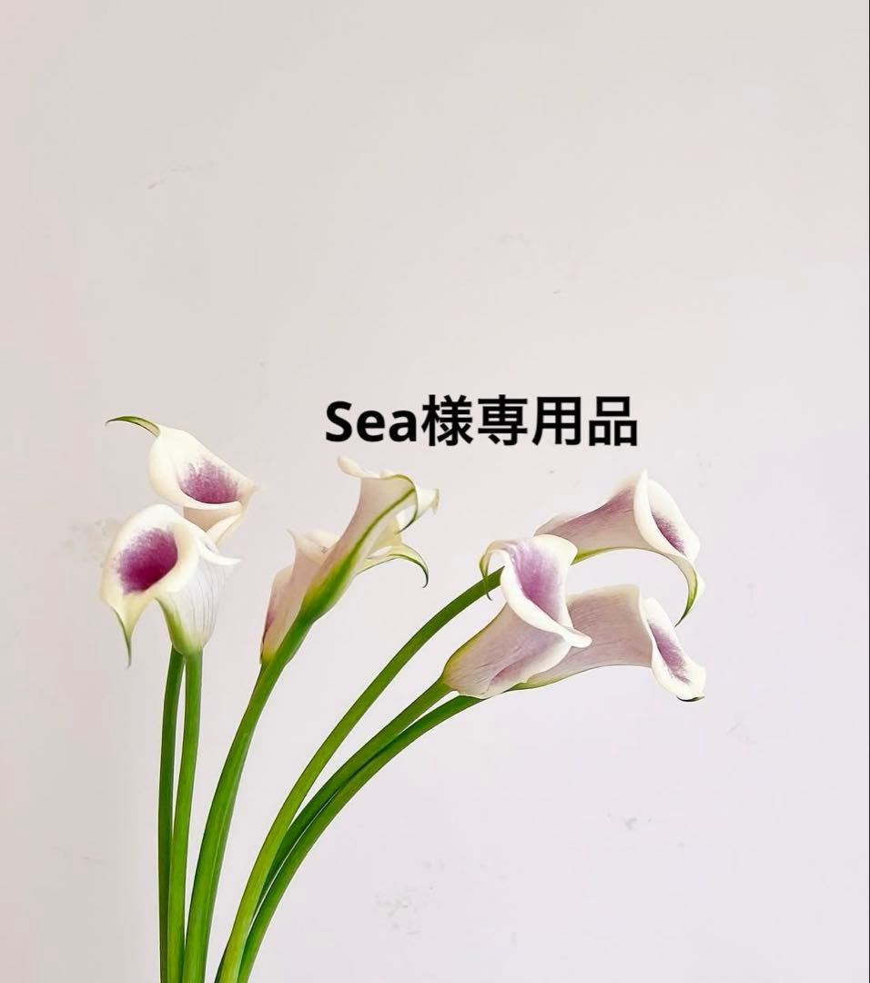 Sea品