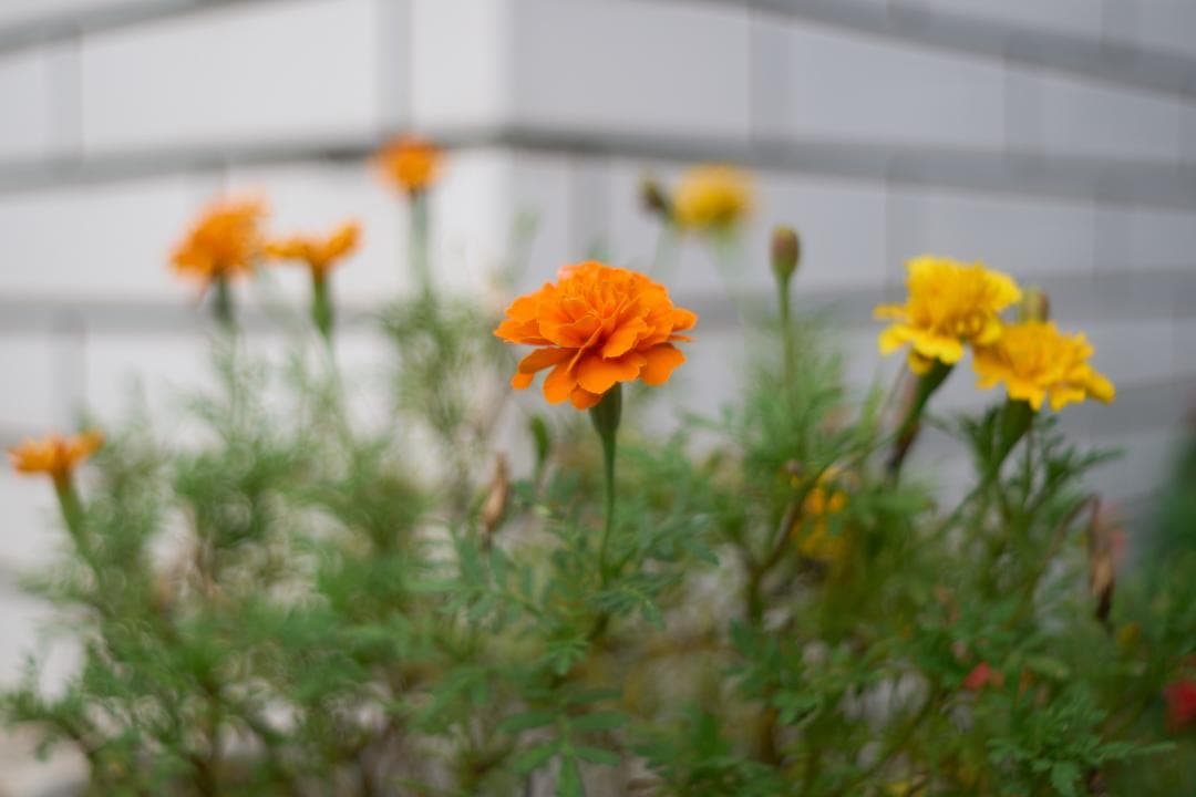 PENTAX Super-Takumar 35mm F2 M42 黄変改善品