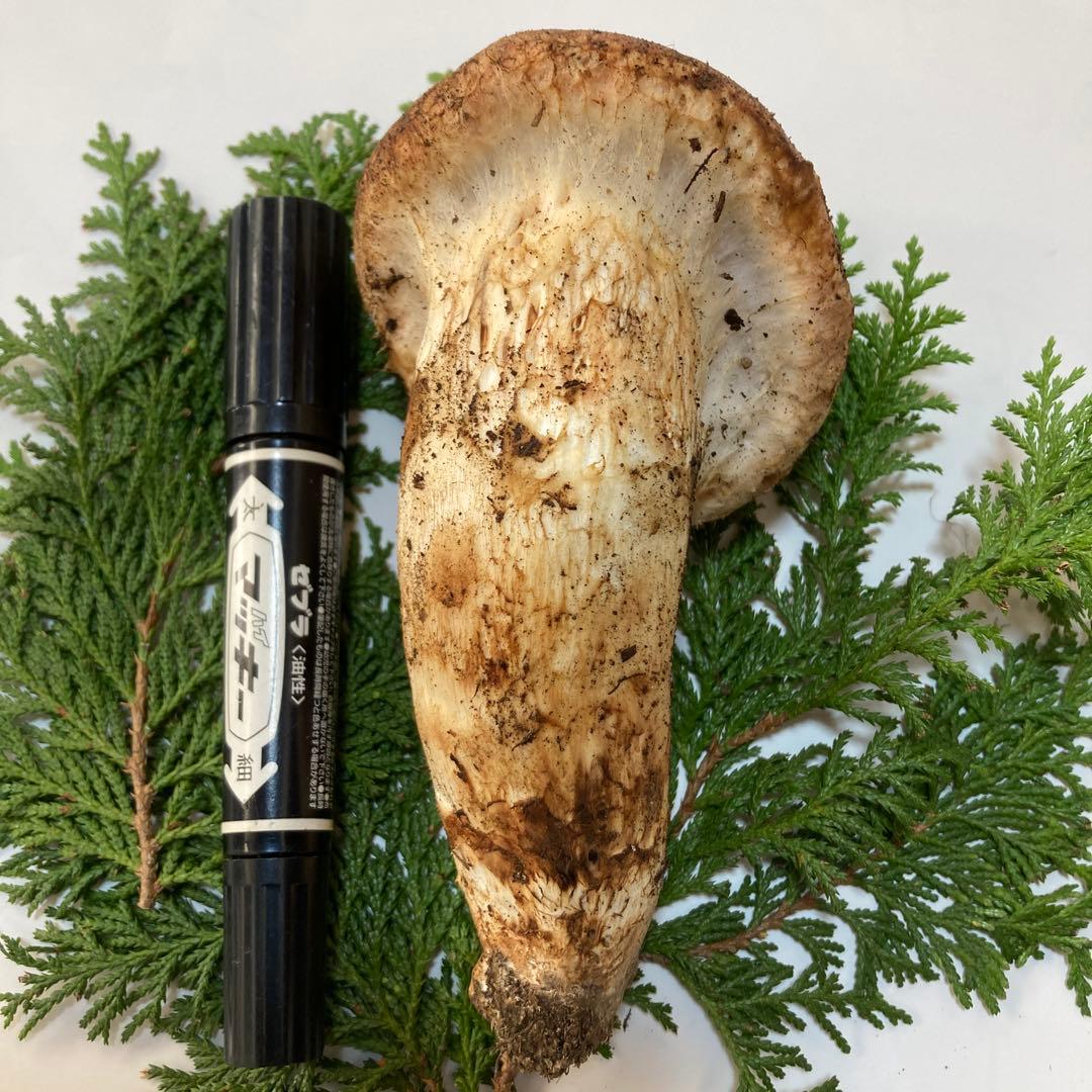 岩手県産　松茸　１本160g