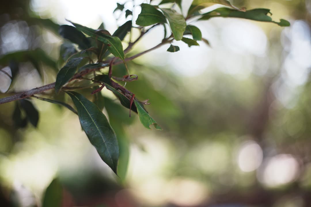 【この値段でライカ級】富岡光学製 XR RIKENON 50mm F2 966