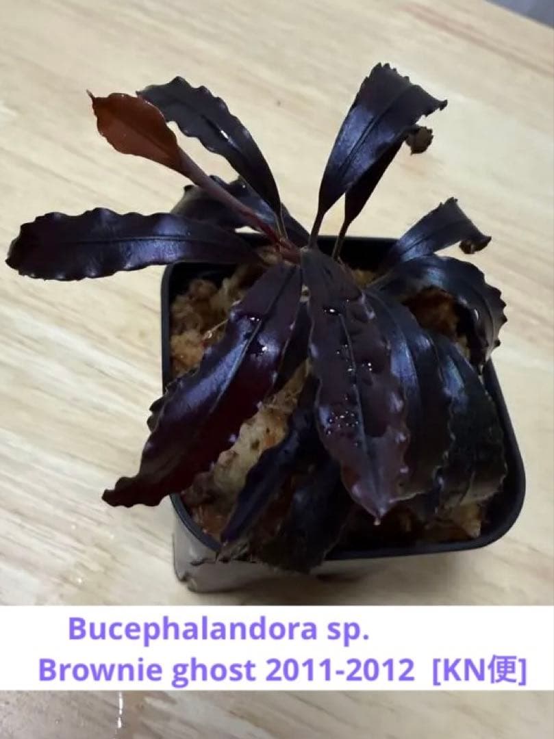 ブセファランドラ sp. ブラウニーゴースト 2011-2012 KN便 特大株