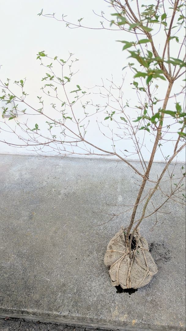 鮮美透涼。山採りヤマツツジ。