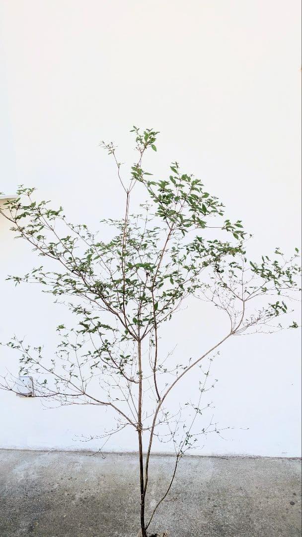 鮮美透涼。山採りヤマツツジ。