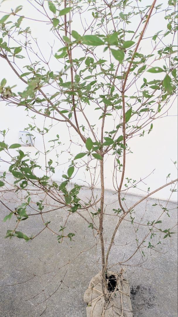 鮮美透涼。山採りヤマツツジ。