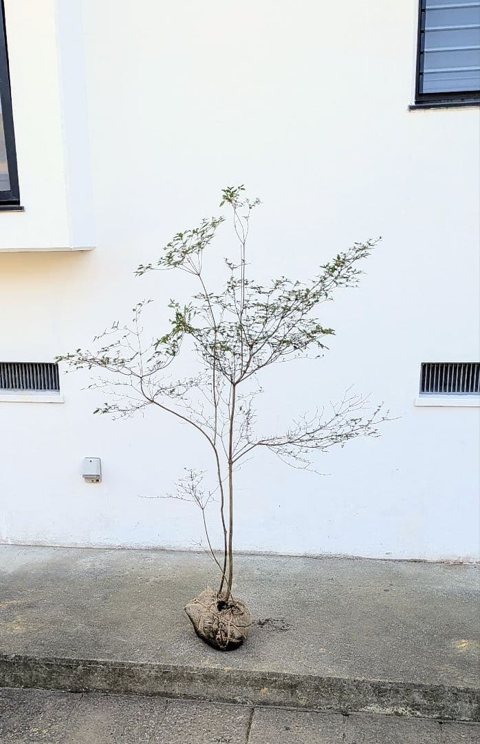 鮮美透涼。山採りヤマツツジ。