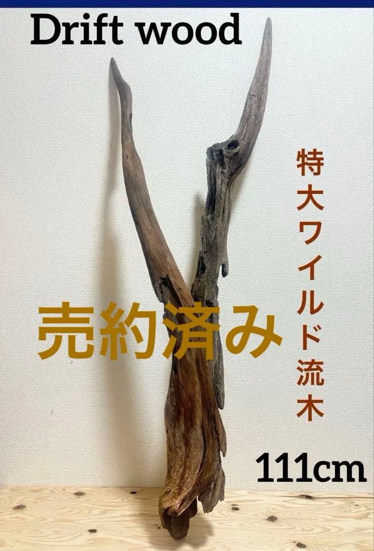 Ｇ37 灰汁抜き済み流木　爬虫類シェルター　観葉植物　インテリア