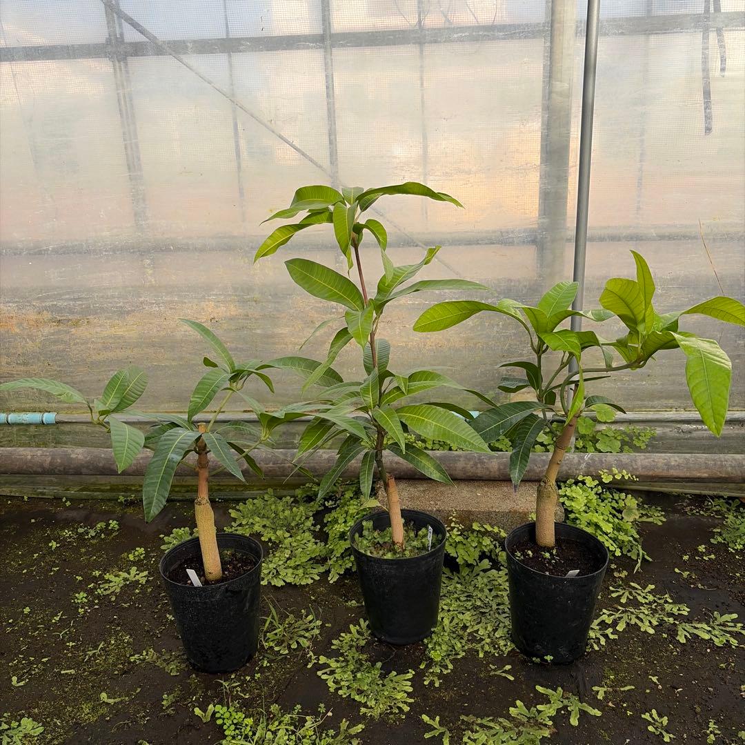 ラポザ　3本　6号サイズ