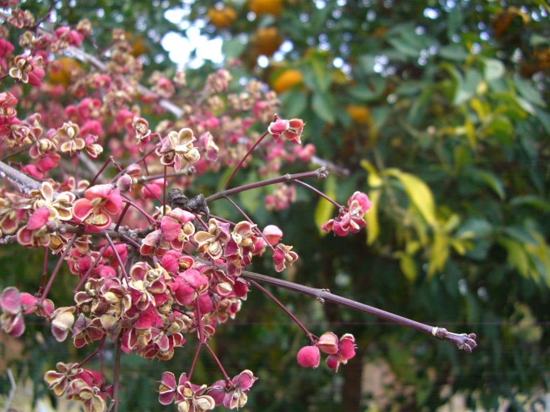 追加あり⭕️美品【動作確認済】CASIO EXILIM ZOOM EX-Z1000