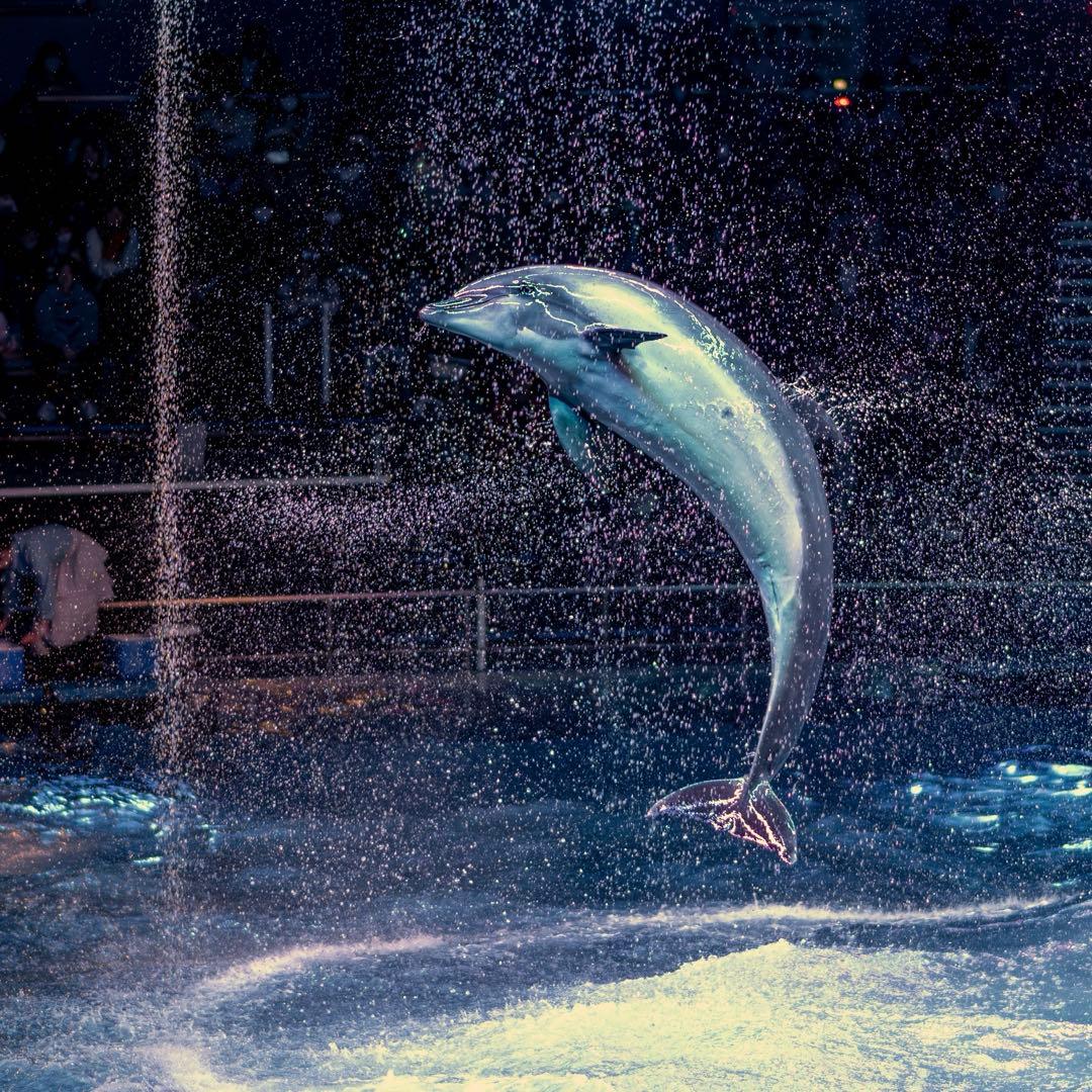 Nikon Z 6 ミラーレス一眼カメラ ボディ セット