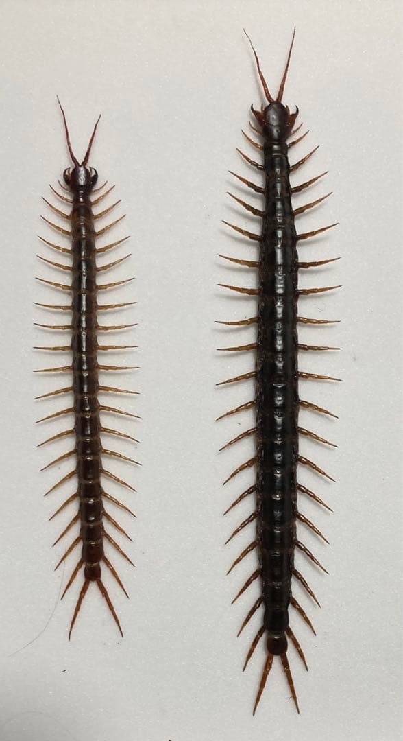 特大ナンベイオオムカデ ペア Scolopendra dehaani