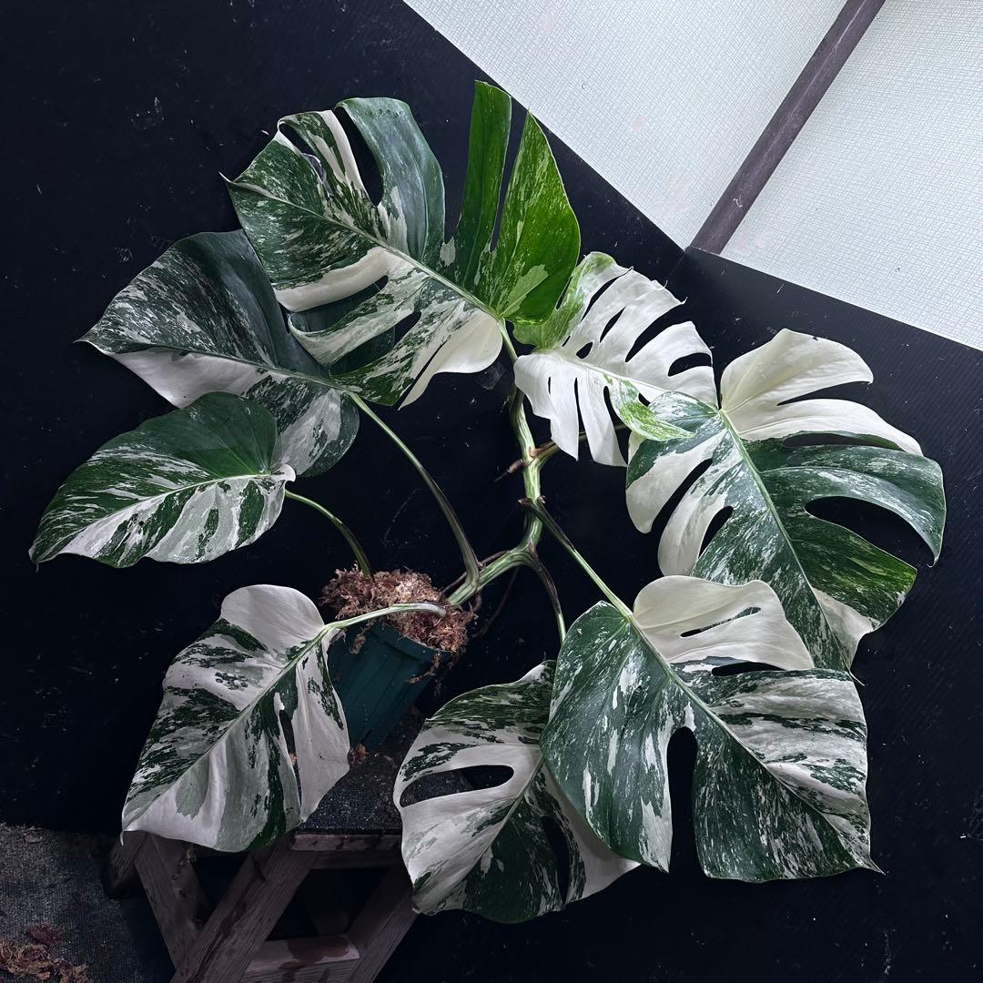 S*T様 斑入りモンステラ ホワイトタイガー極美大株69cm白斑多