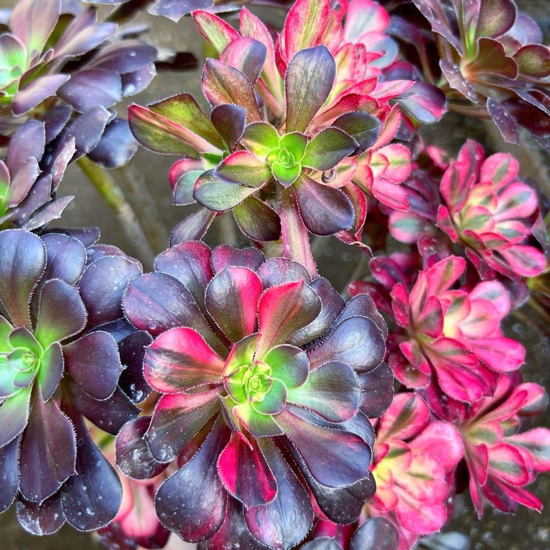 厳選‼️アエオニウム　シャネルレインボー　七彩ハーフ顔　株ごと　巨大株　抜き苗