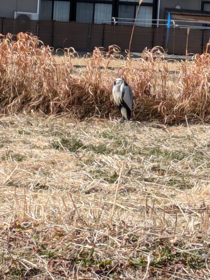 お米　令和6年度米　20kg自然栽培　農薬不使用　化学肥料不使用　岡山県倉敷産