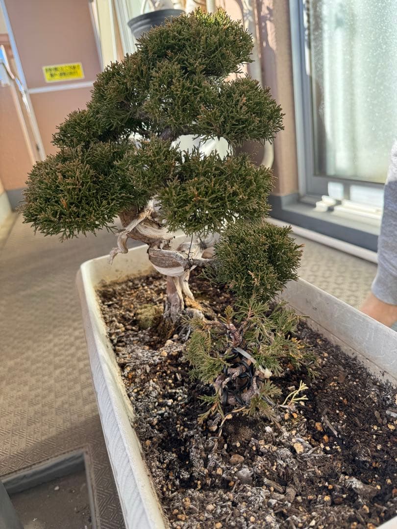 ナ*ン様 盆栽
