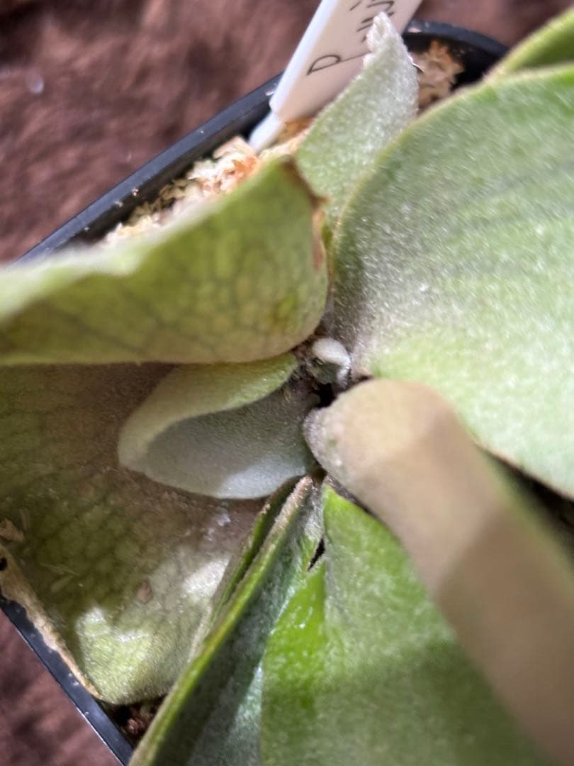 う*う様 P.willinckii calm sporeling