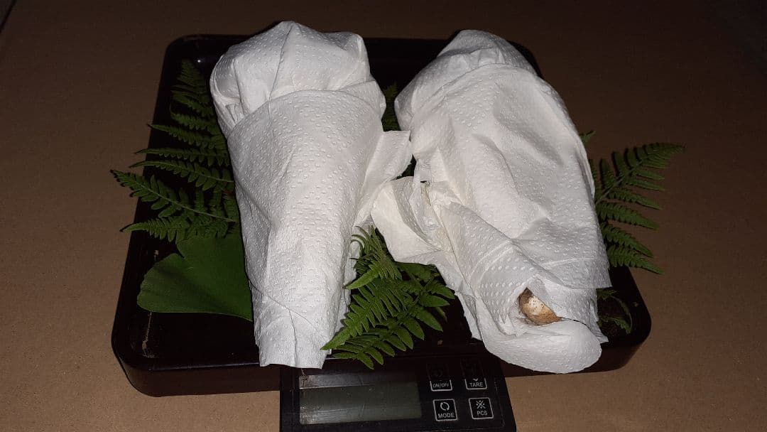 岩手県産松茸 良品 10月17日午前取れ