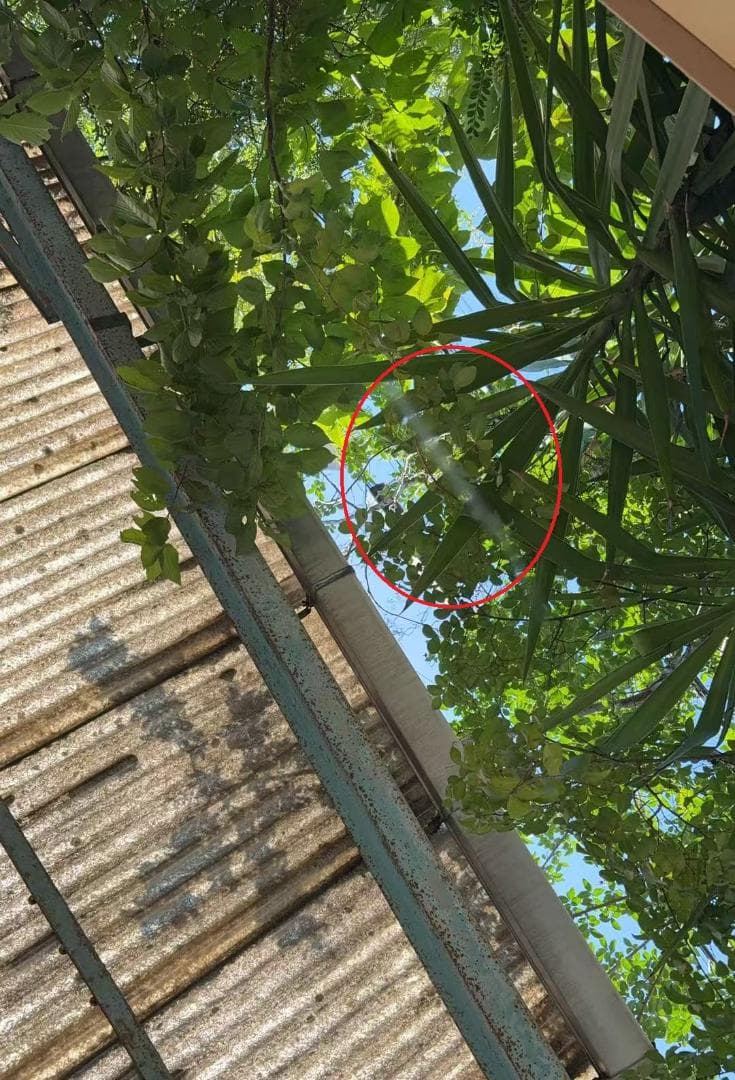 【中古】ダンスミラー 割れない鏡 幅60x160cm 姿見 白色 3番