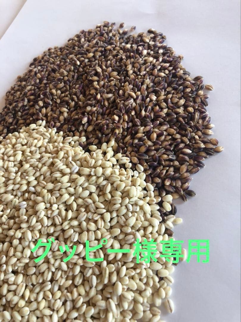 自家栽培　もち麦セット計15kg