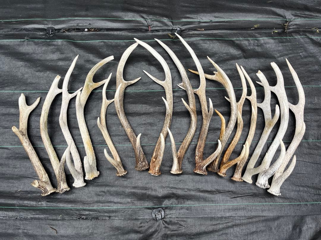 鹿の角 15本セット プラスチックケース付き