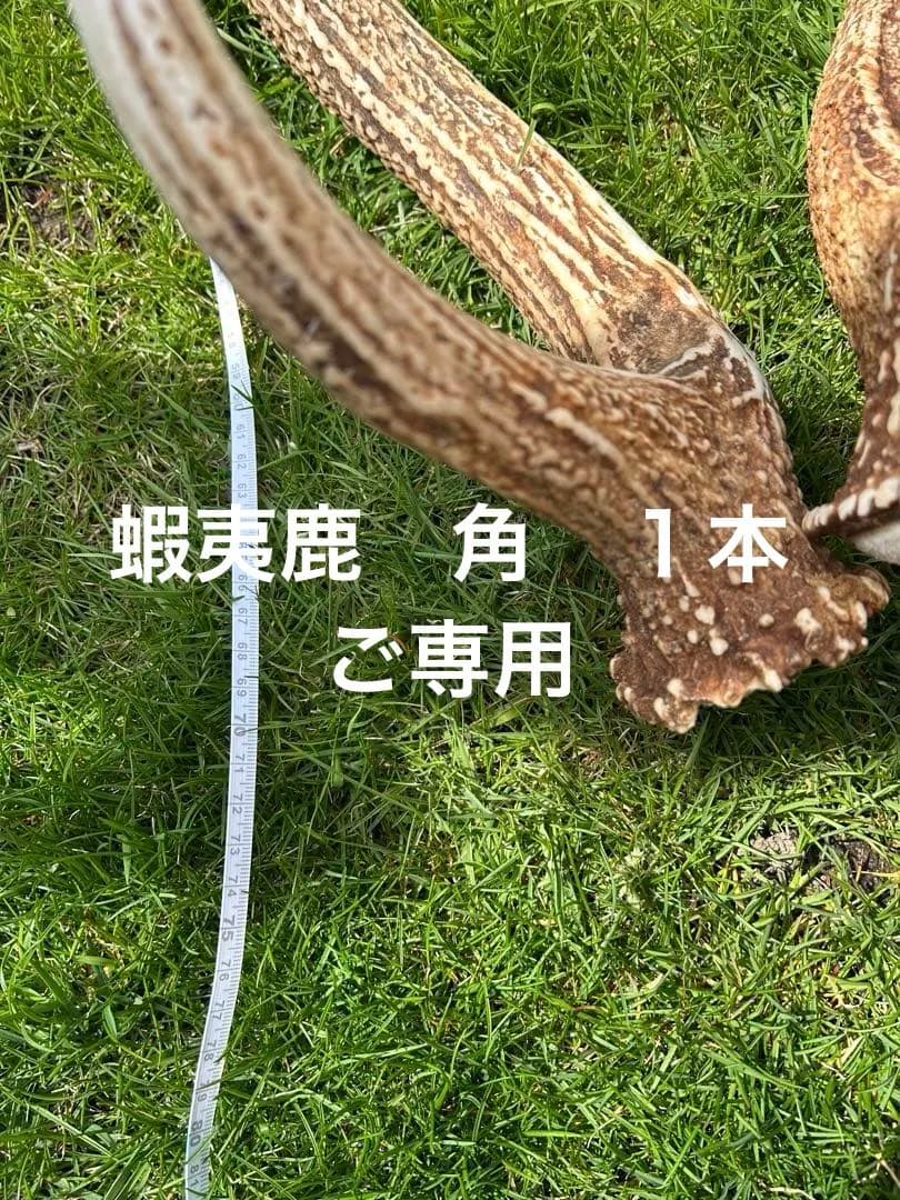 蝦夷鹿の角　鹿角　北海道産