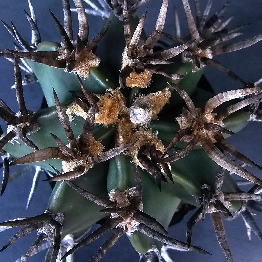 メルカリ便発送☆サボテン アストロフィツム 短刺水牛大鳳玉(実生苗です)