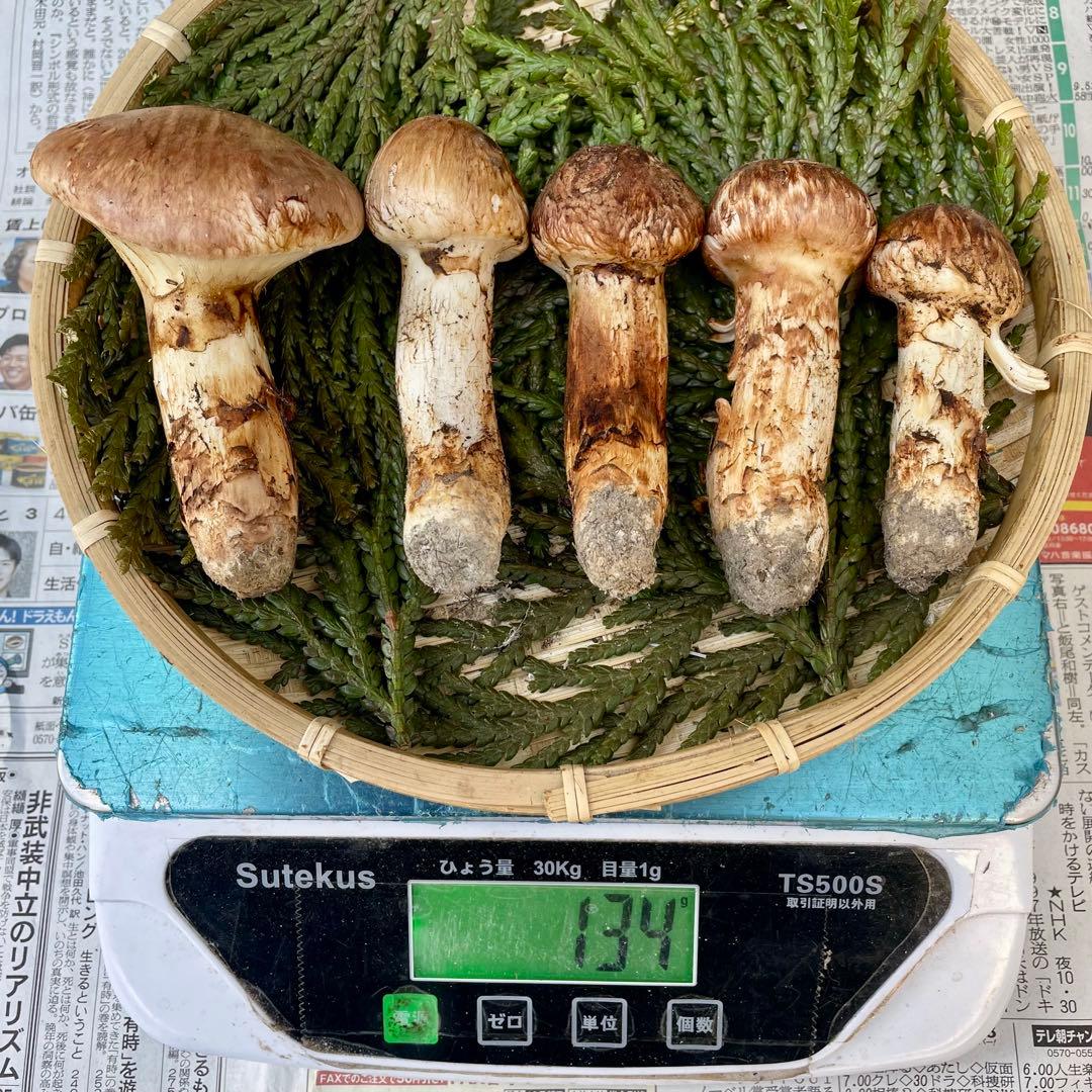 天然きのこ 松茸 国産 良品‼️ マツタケ まつたけ 森の凛さん採取 その194
