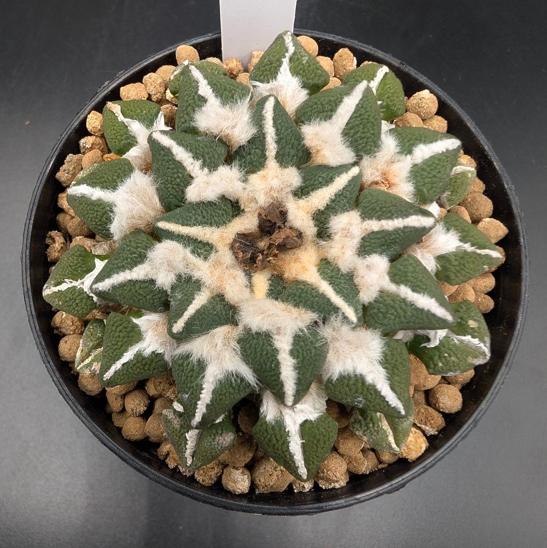 は*ん様 大疣黒牡丹 国内実生 鉢植え メルカリ便送料込み