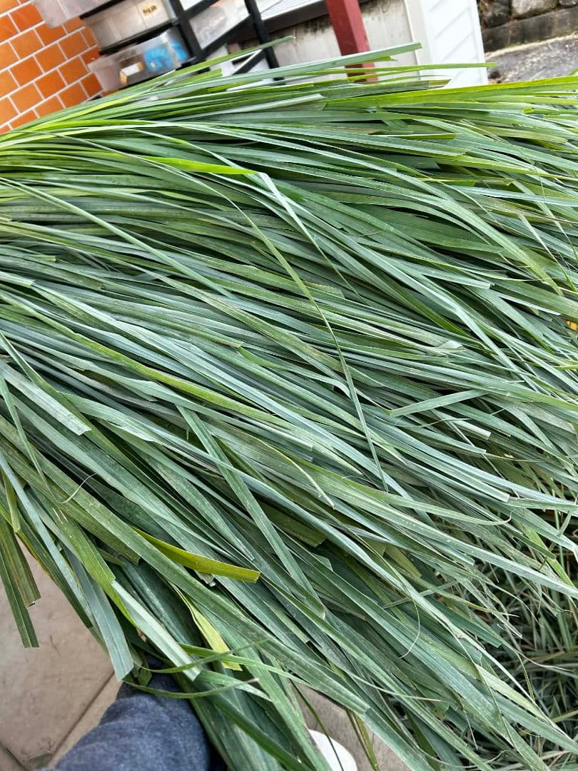 完全無農薬レモングラスの葉 10キログラムです。