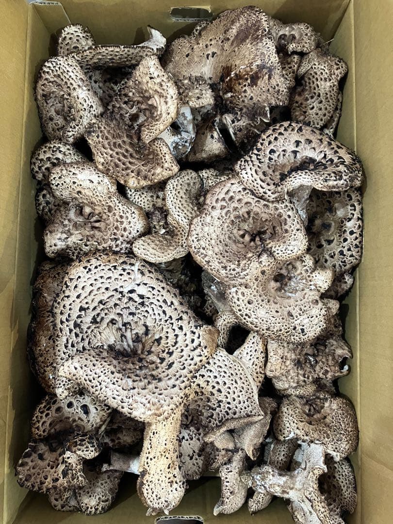 Komemoro　香茸2キロ