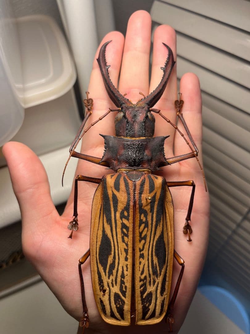 【150mm】オオキバウスバカミキリ標本 Macrodontia 昆虫標本