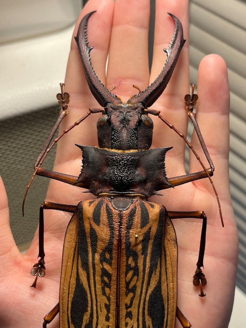 【150mm】オオキバウスバカミキリ標本 Macrodontia 昆虫標本