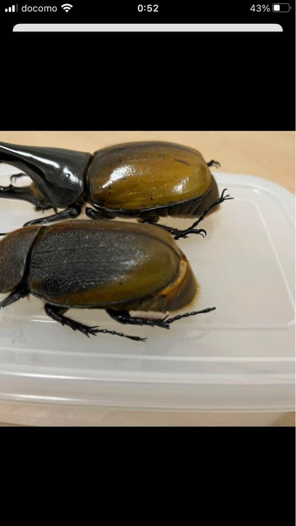 ヘラクレスエクアトリアヌス　ペア　標本