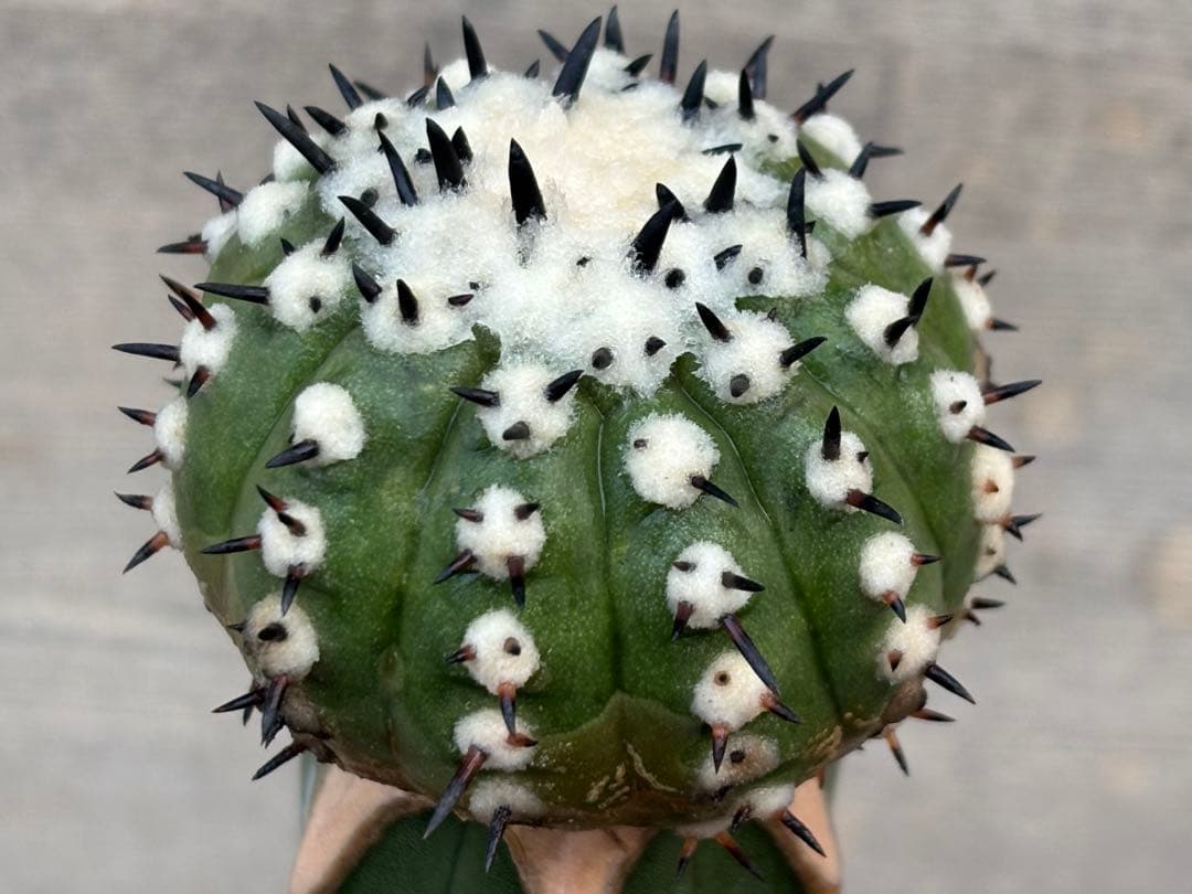 コピアポア　佐野短刺黒王丸　モンストローサ　シネレア