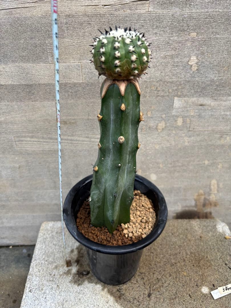 コピアポア　佐野短刺黒王丸　モンストローサ　シネレア