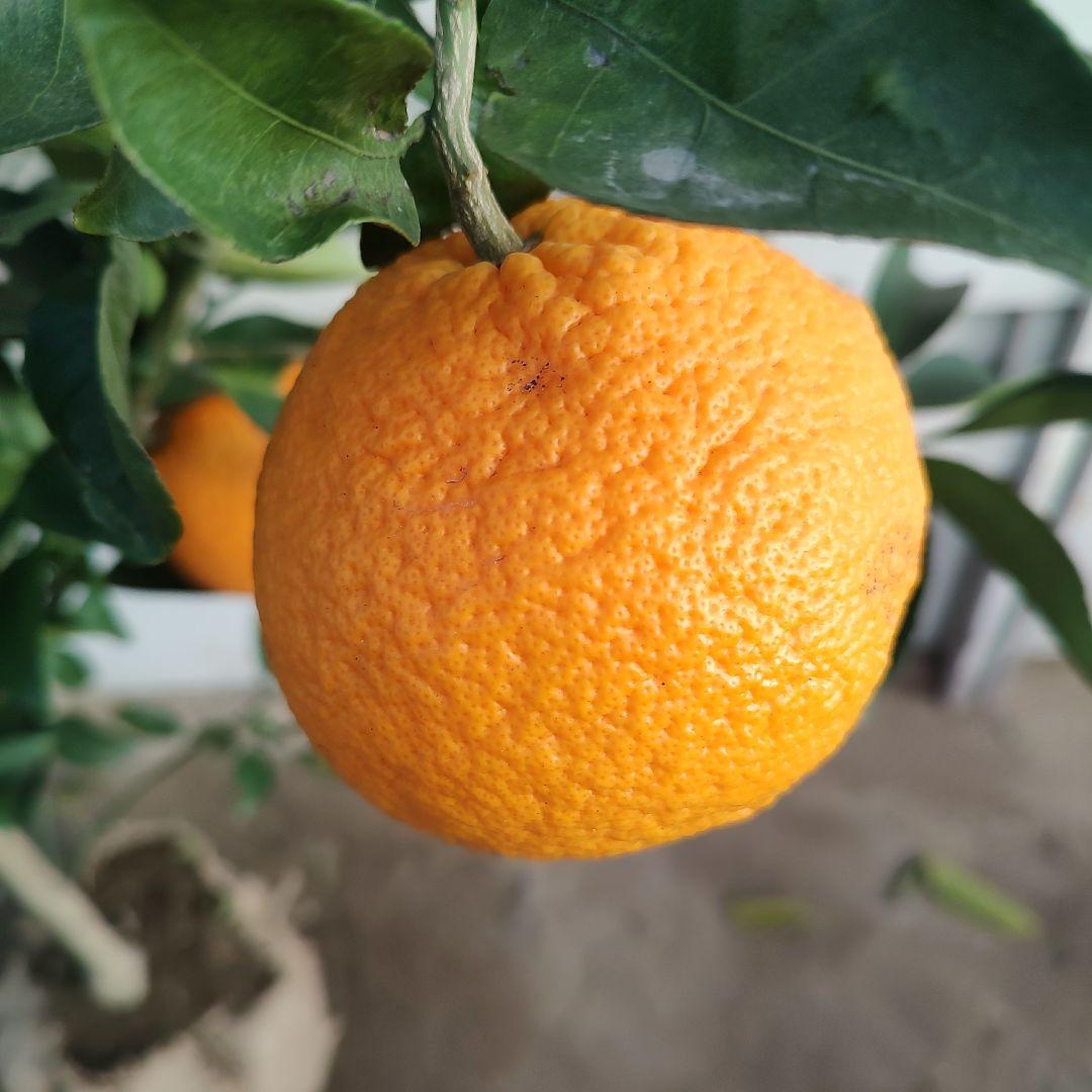 ⭐︎リサイクル⭐︎さま専用出品 紅甘夏 3年生 実つき