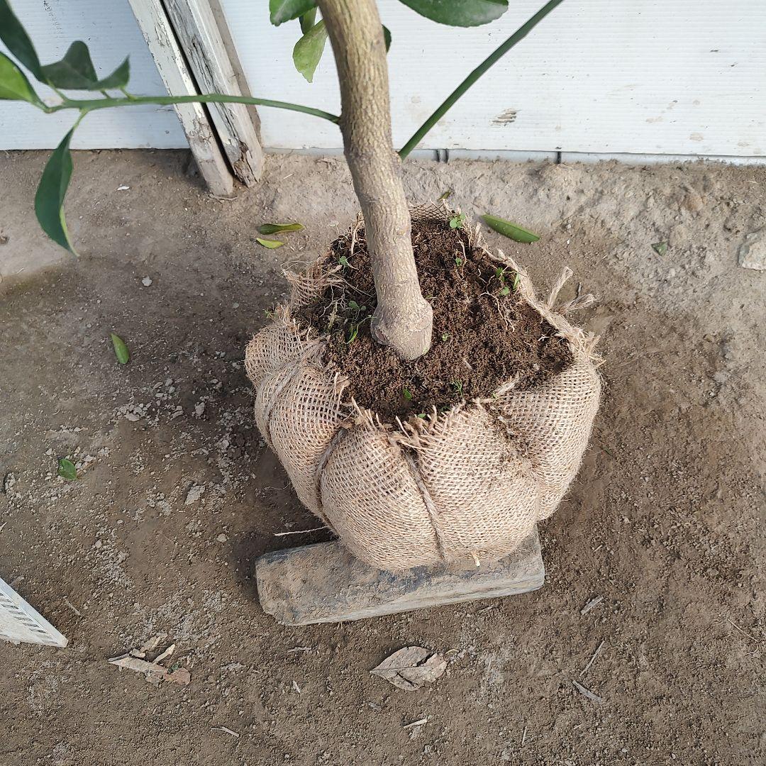 ⭐︎リサイクル⭐︎さま専用出品 紅甘夏 3年生 実つき