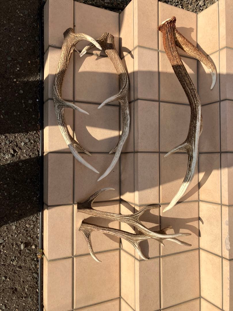 鹿の角/天然蝦夷鹿の角/蝦夷鹿/鹿のツノ/角